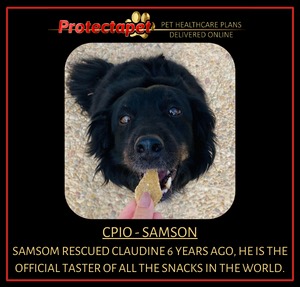 Here is Samson the office dog who lives with Claudine our Protectapet CPIO chief process and innovation officer.